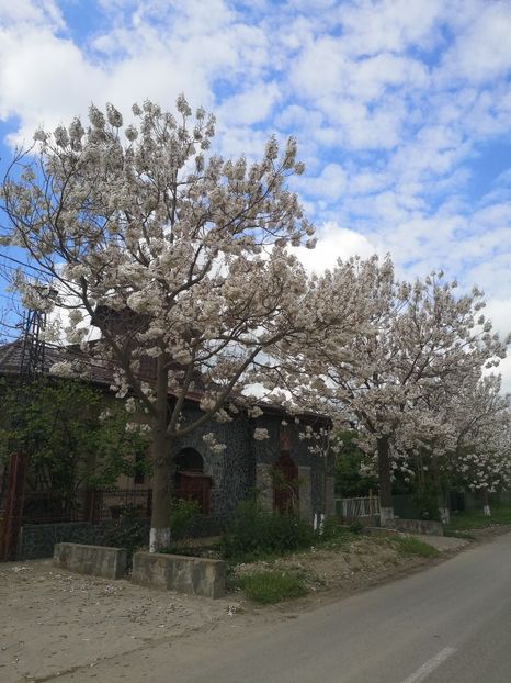 paulovnia Fortunei-Reviga - arbori ornamentali 2023