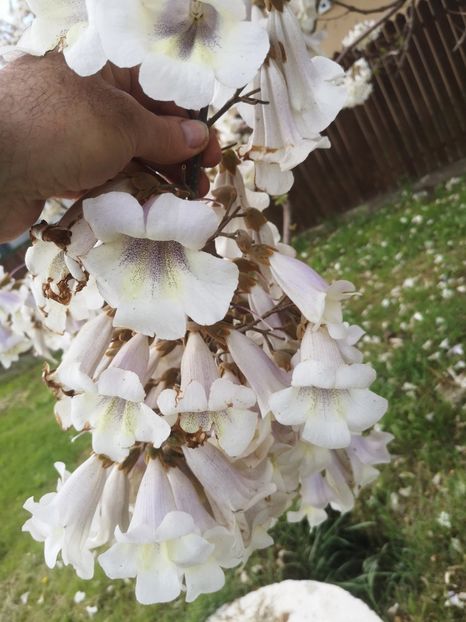  - arbori ornamentali 2023