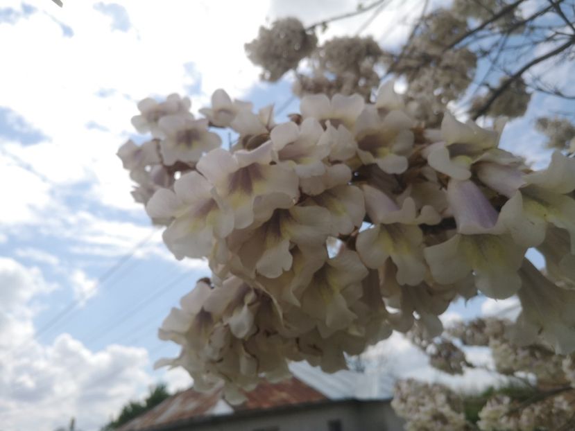  - arbori ornamentali 2023