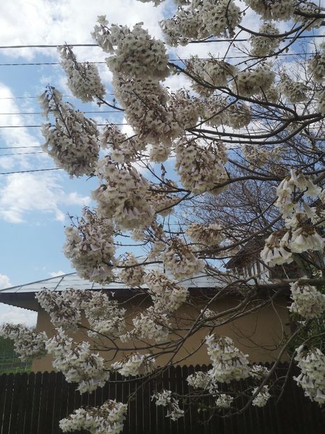  - arbori ornamentali 2023