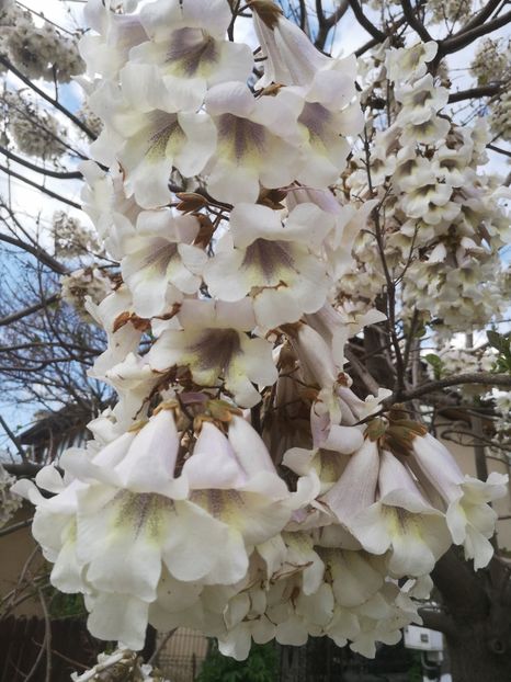  - arbori ornamentali 2023