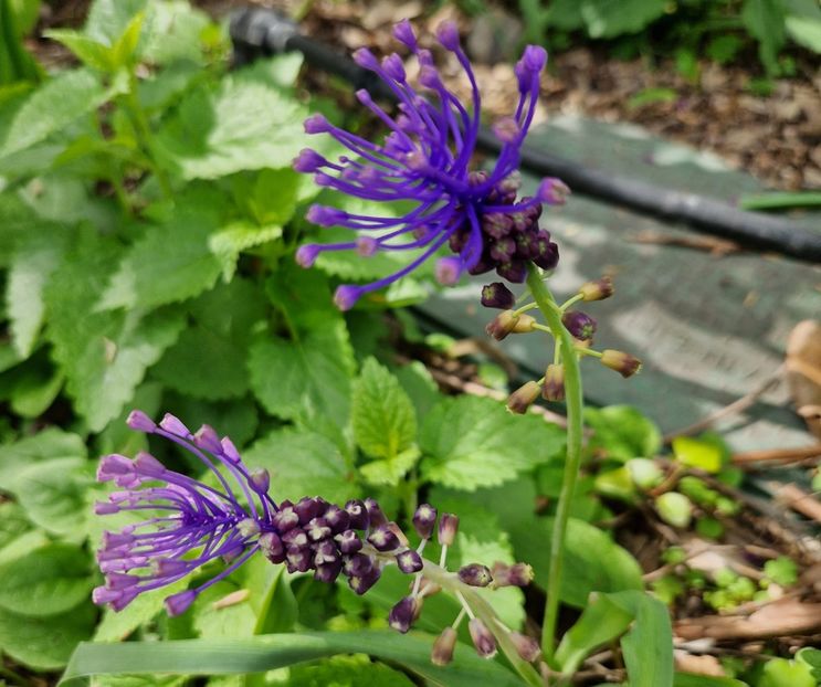  - 2023 Milano si Monza