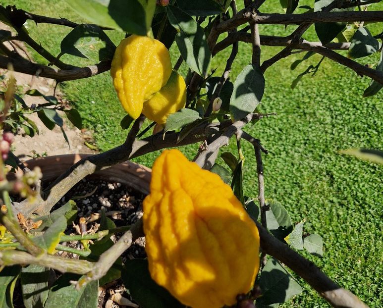  - 2023 Milano si Monza