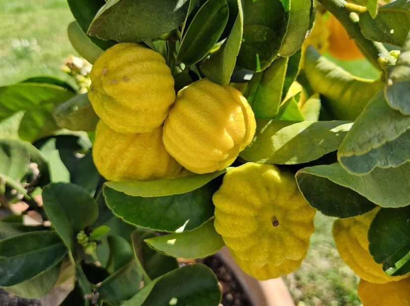  - 2023 Milano si Monza