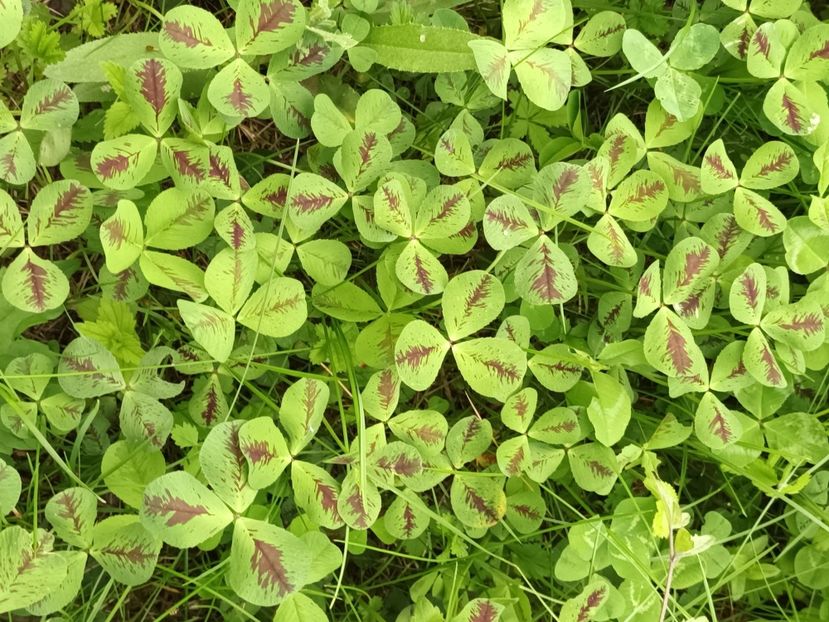 ❤️❤️❤️ - Acasă e la mama