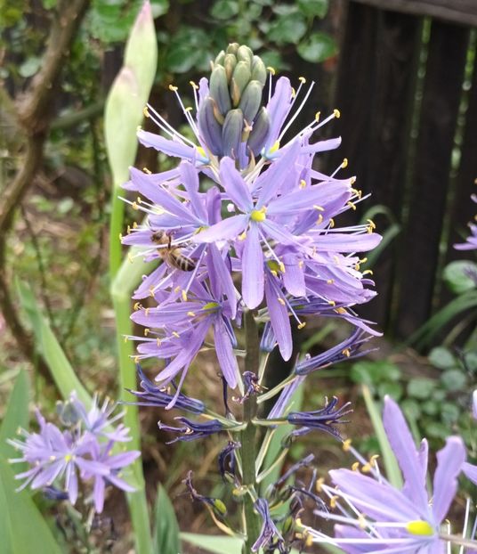 Albinuta la lucru - Natura văzuta prin ochii mei