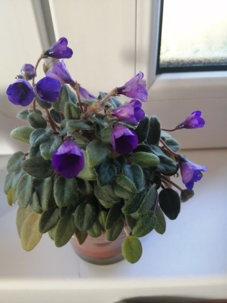  - Vallarta Campanas Moradas