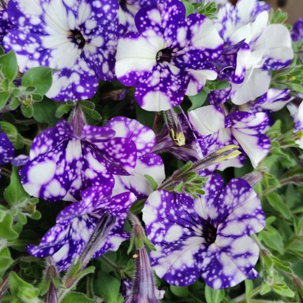 Petunia night sky - 0 0 2023
