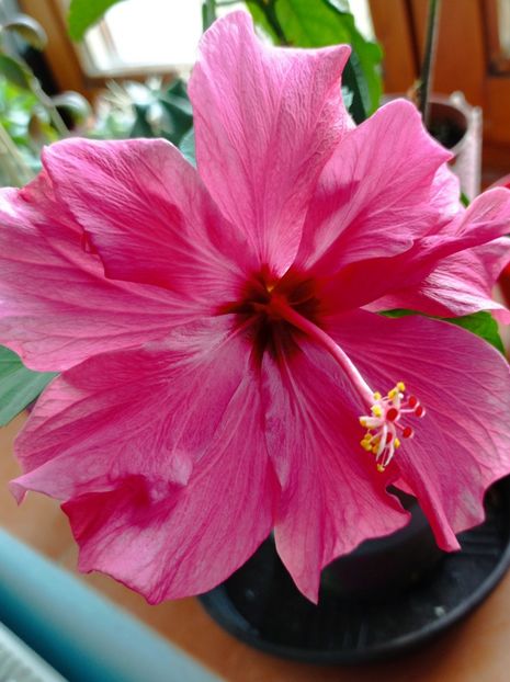  - Simfonii de primavara