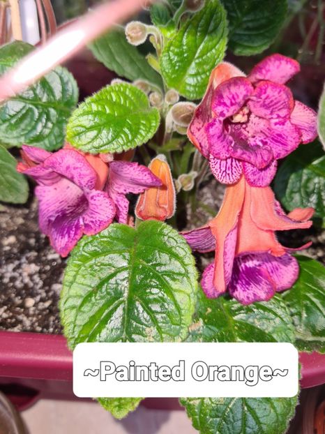  - MG s Painted Orange