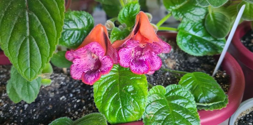 received_613816126994461 - MG s Painted Orange