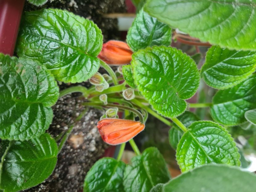  - MG s Painted Orange