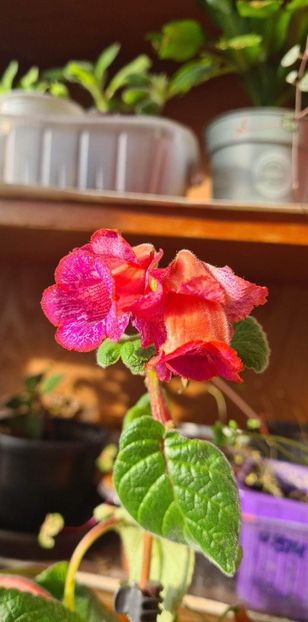 received_546996127466413 - MG s Painted Orange