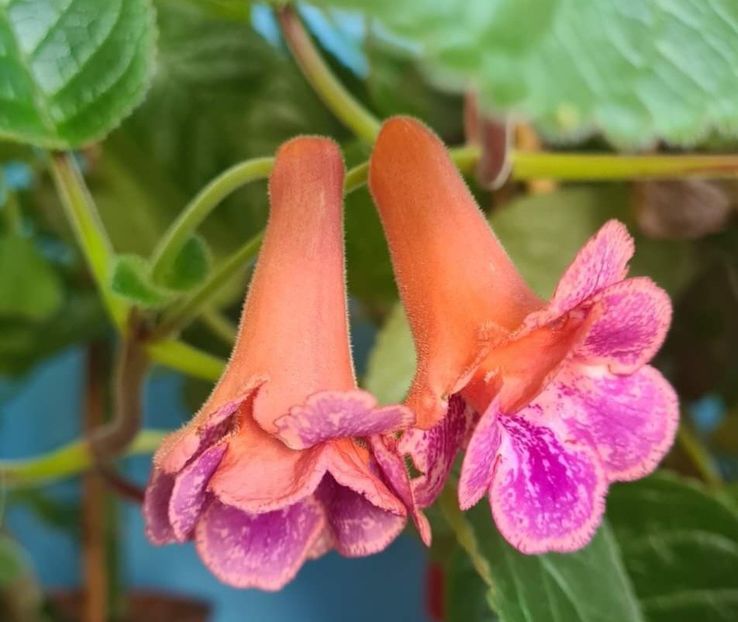 received_1503367710126844 - MG s Painted Orange