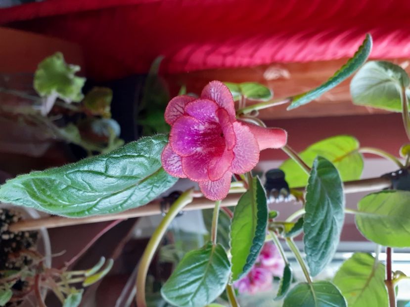  - MG s Painted Orange