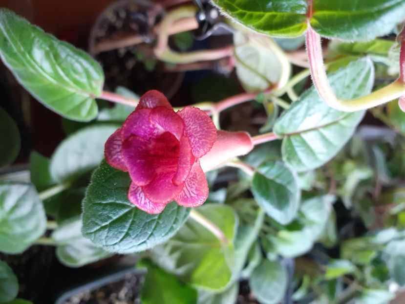  - MG s Painted Orange