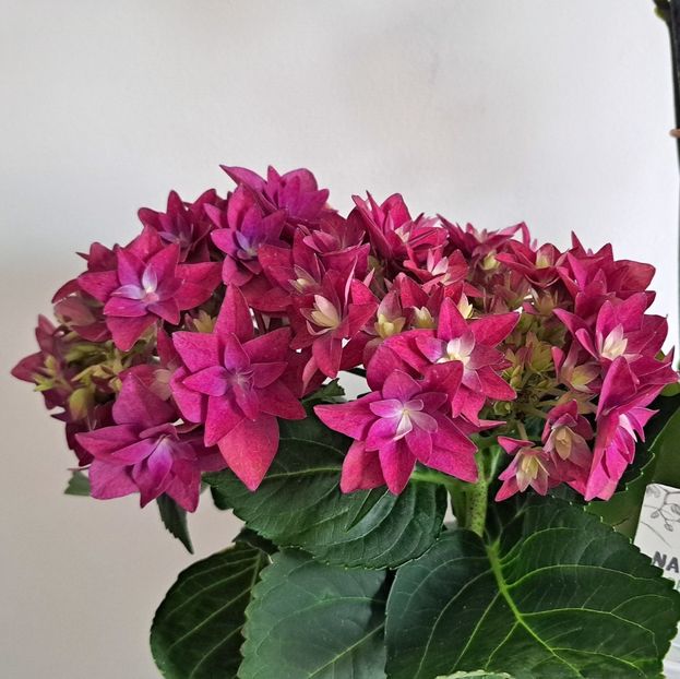  - x Alte plante cu flori