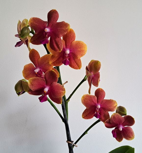  - Phalaenopsis 2