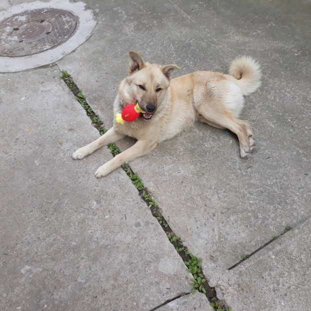  - Codiță-Cody -Coco