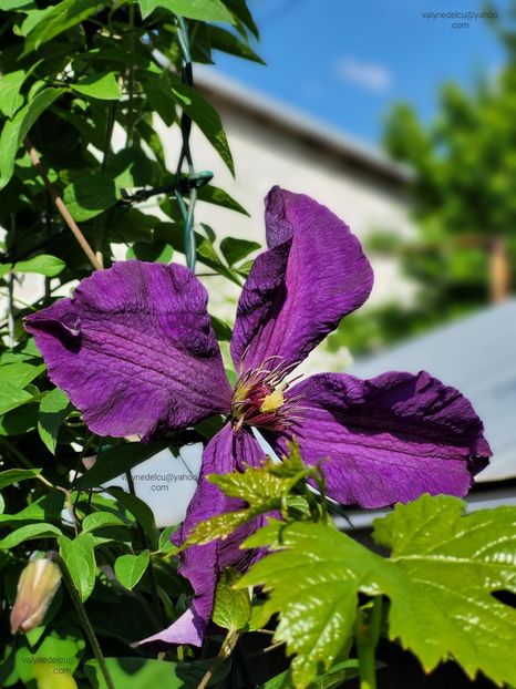 Clematis Warszawska Nike - Clematis Warszawska Nike