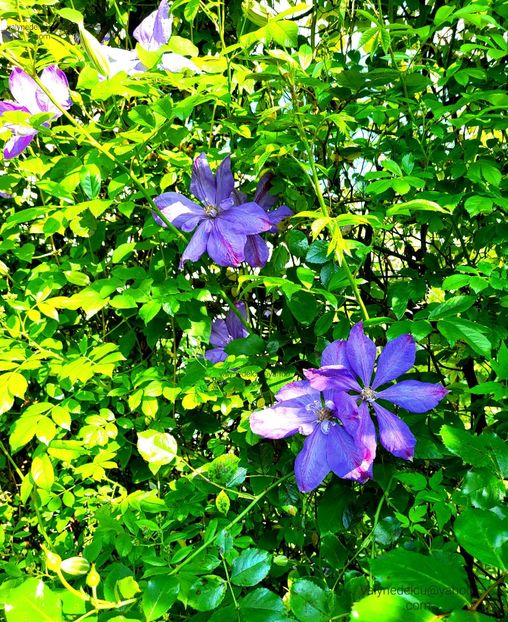 Clematis Mrs Cholmondeley - Clematis Mrs Cholmondeley