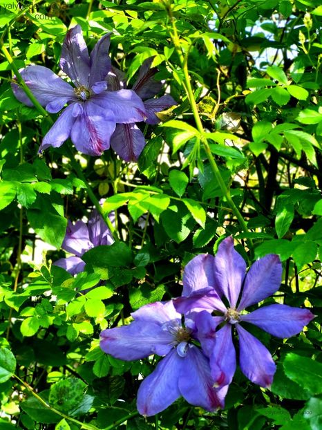 Clematis Mrs Cholmondeley - Clematis Mrs Cholmondeley