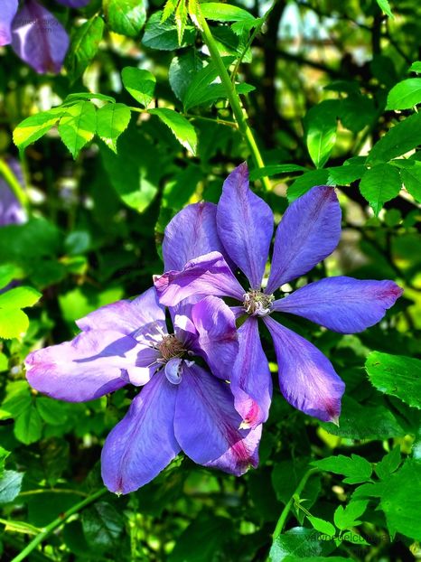 Clematis Mrs Cholmondeley - Clematis Mrs Cholmondeley