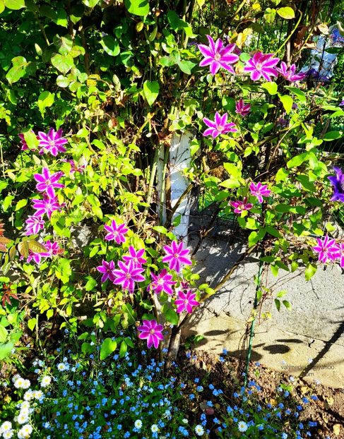 Clematis Doctor Ruppel - Clematis Doctor Ruppel