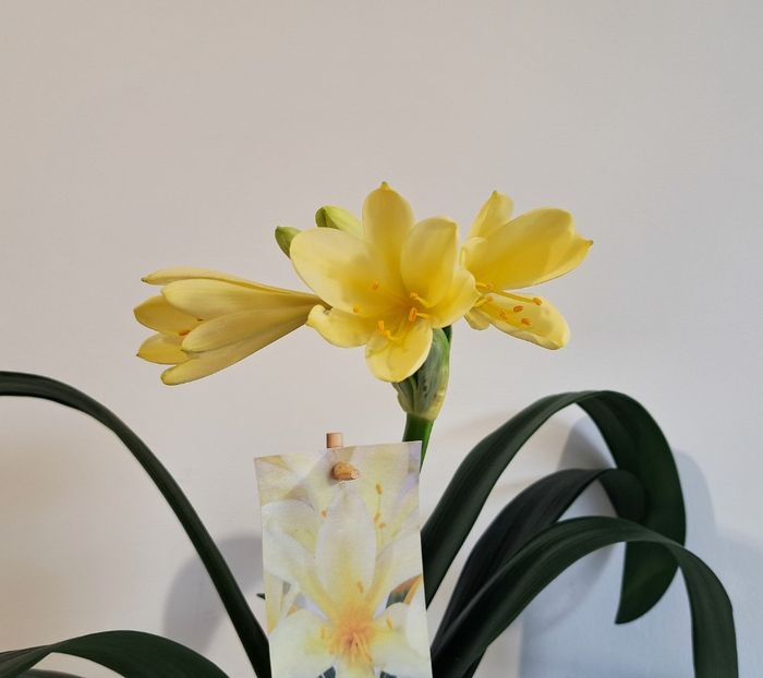  - x Alte plante cu flori