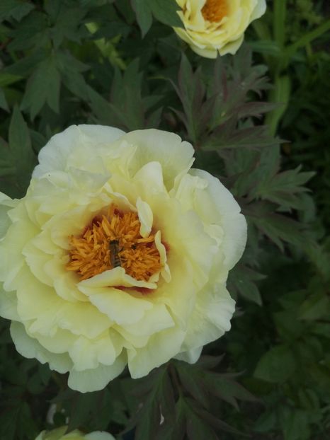 Galben arbustiv - Bujori 2023