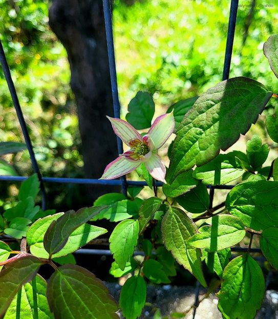 Clematis Marjorie - Clematis Marjorie