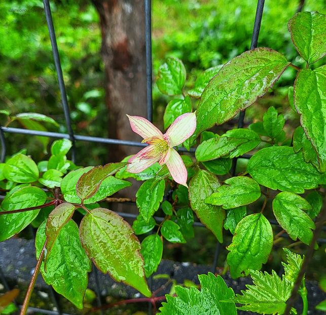 Clematis Marjorie - Clematis Marjorie