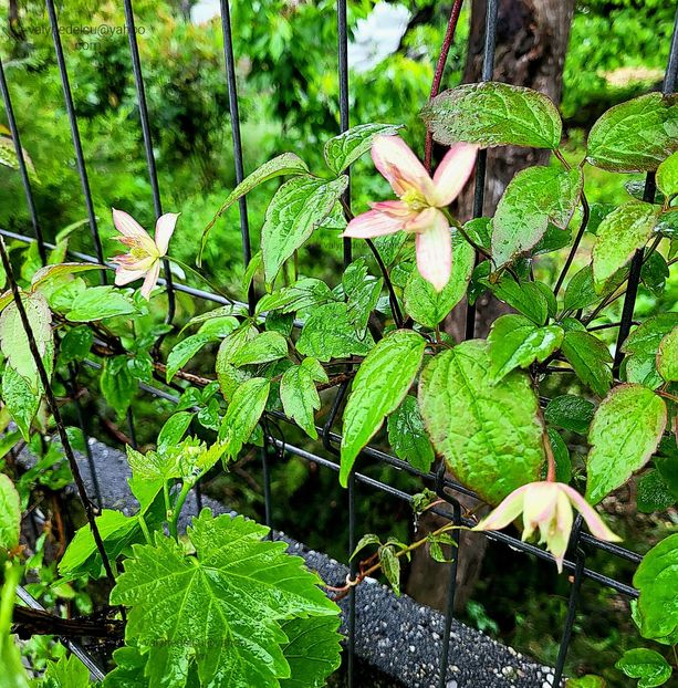 Clematis Marjorie - Clematis Marjorie