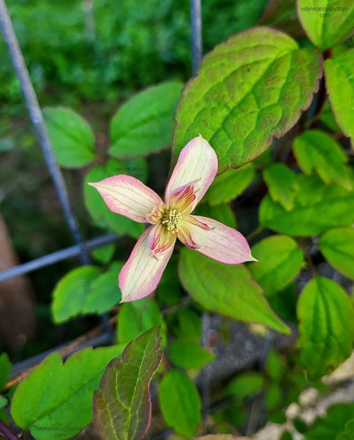 Clematis Marjorie - Clematis Marjorie