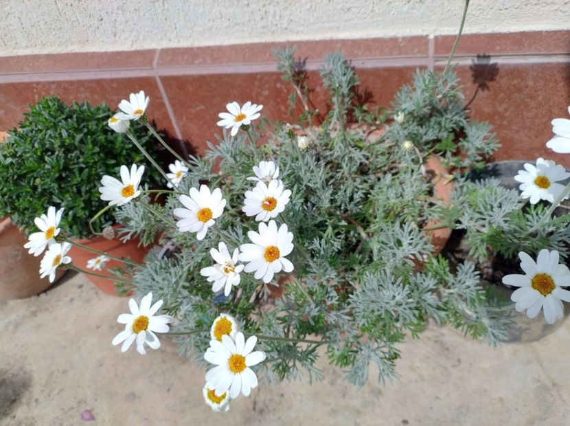 Margarete marocane Casablanca - Flori de gradina-2023