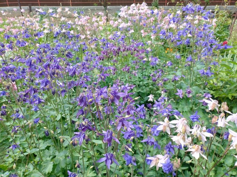  - Flori de gradina-2023