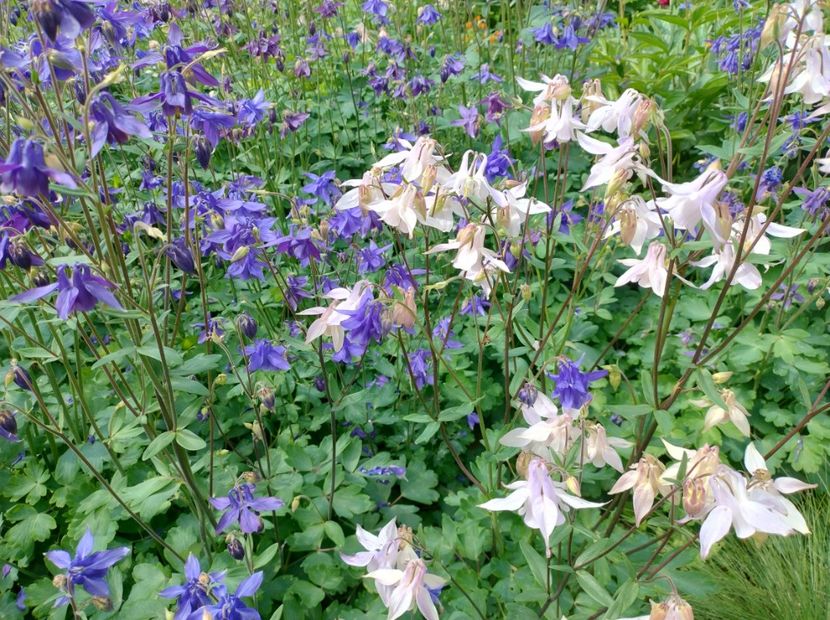  - 03-Aquillegia -Caldarusa