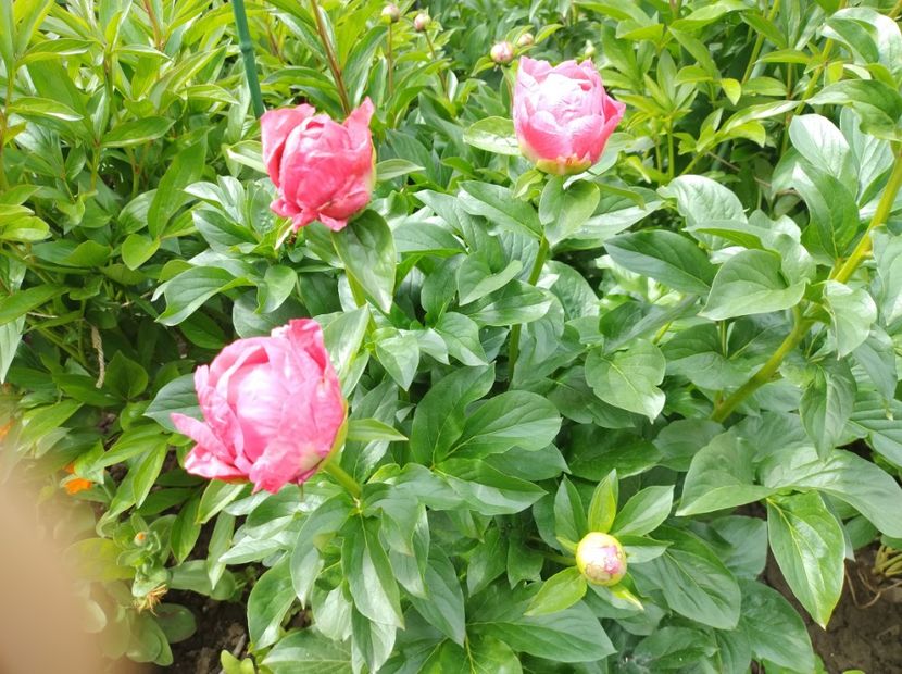  - Flori de gradina-2023