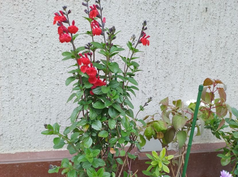 Salvia Royal Bumble - Flori de gradina-2023