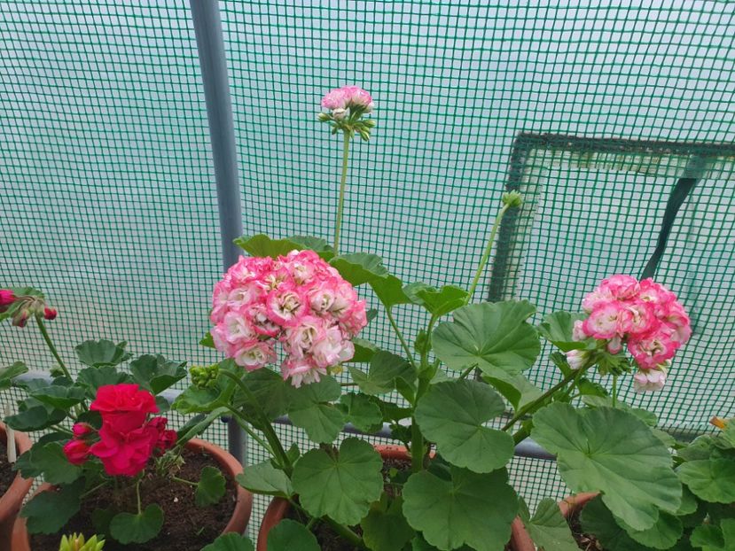 Apple Blossom Rosebud - A-Muscate 2023