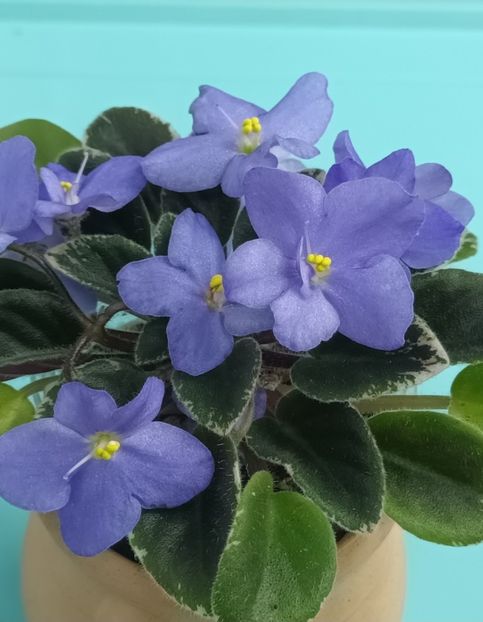  - Shirl s Blue Eyes zzz