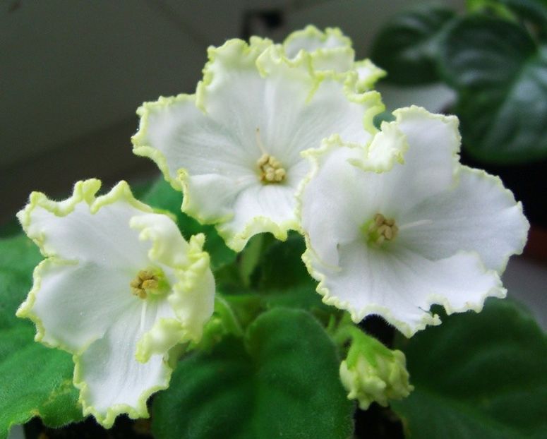 Foto internet - Parnikovyj Effekt