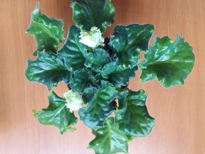 12 mai 2023 - RS Izumrudnyj Gorod