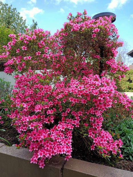 Img.2023.04.20- azalee - Grădina mea