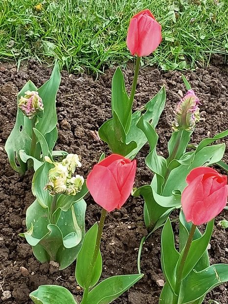 Img.2023.04.20 - Grădina mea