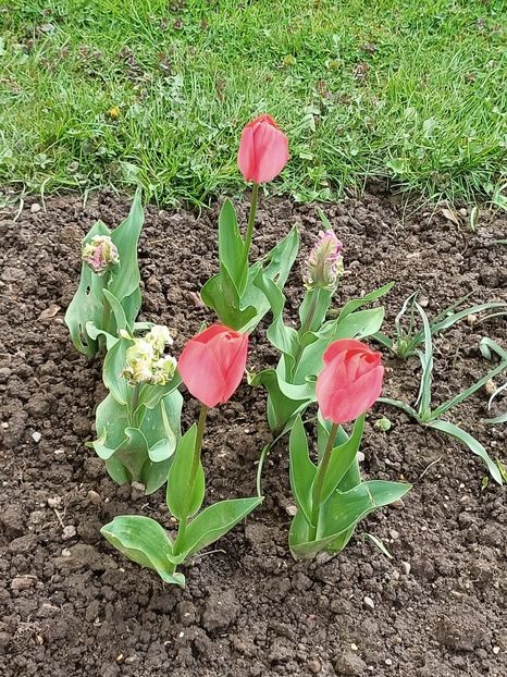 Img.2023.04.20 - Grădina mea