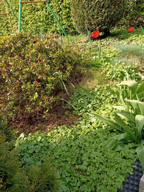 Img.2023.04.20 - Grădina mea