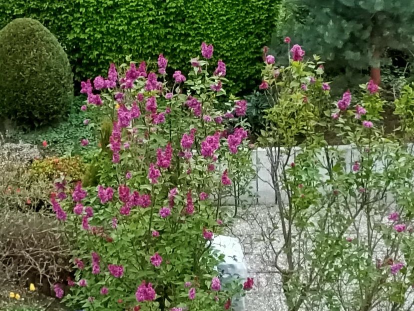 Img.2023.04.24 - Grădina mea