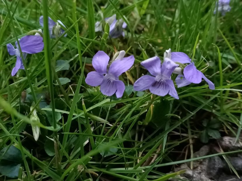 Img.2023.04.24 - Grădina mea