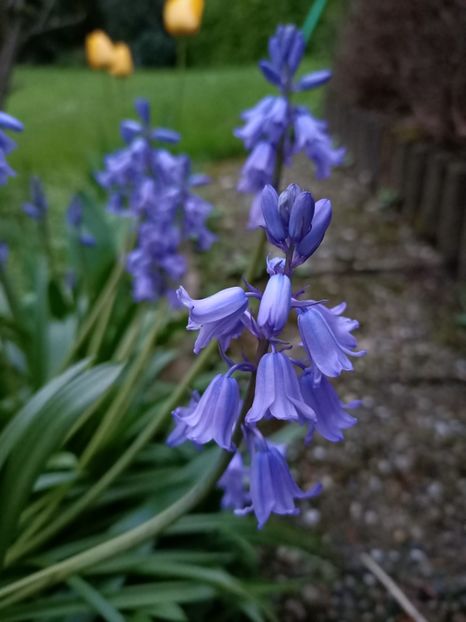 Img.2023.04.24 - Grădina mea